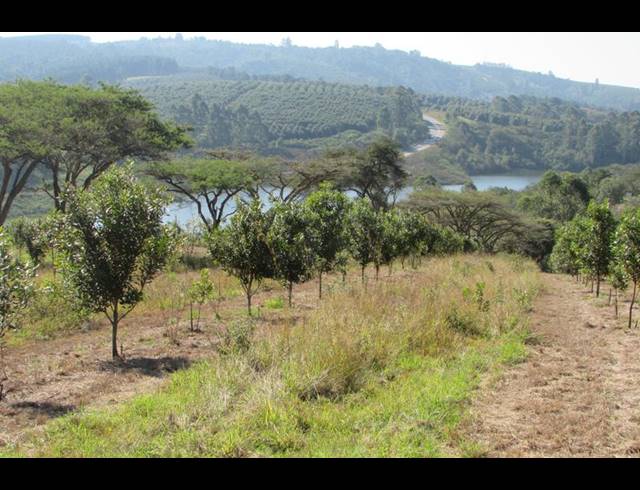 FARM FOR SALE IN WHITE RIVER RURAL